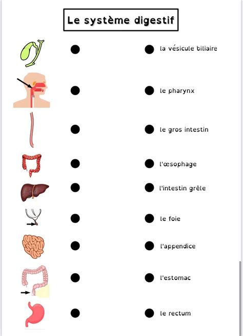 Exercices Sur Le Syst Me Digestif Geographie Ce Cp La Salle Des
