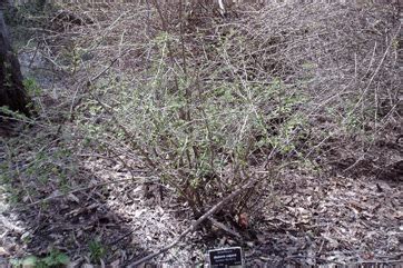 Common Barberry, European barberry Edible Plant