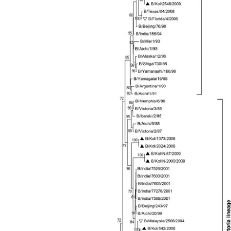 Phylogenetic Comparison Based On Nucleotide Sequences Of Ha Gene Of Download Scientific Diagram