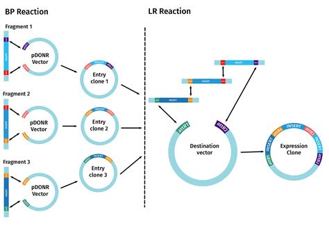 Plasmid Vector Multiple Cloning Sequence