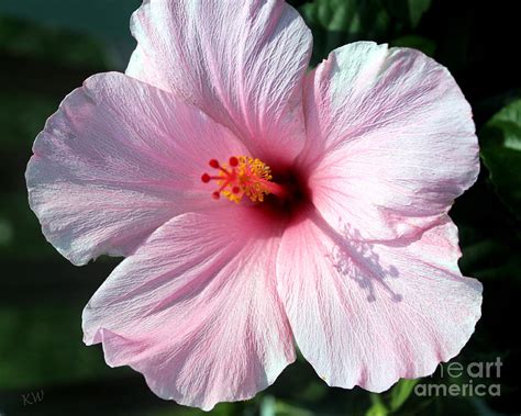 Pale Pink Hibiscus Photograph By Kathy White