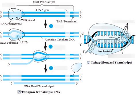 Diagram: Transkripsi DNA | Quizlet