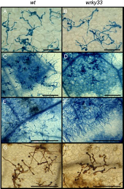 Fungal Development And Ros Production On Wild Type Wt And Wrky33