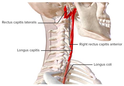 Músculos Del Cuello Anatomía Concise Medical Knowledge