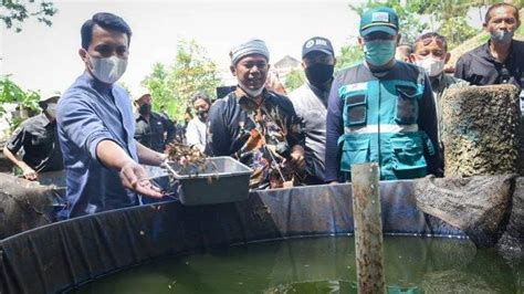 Budidaya Magot Upaya Mengolah Sampah Organik