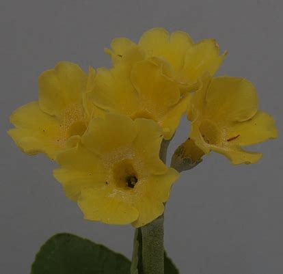 Primula auricula 'Broadwell Gold' - buy plants at Coolplants