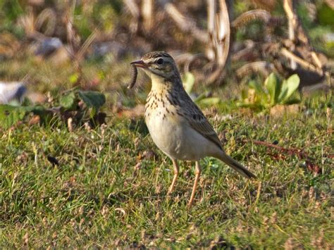 Martins Sussex Birding Blog Tawny Pipit