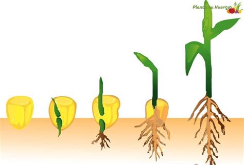 Imagen proceso de germinación de la semilla de maíz Huertos