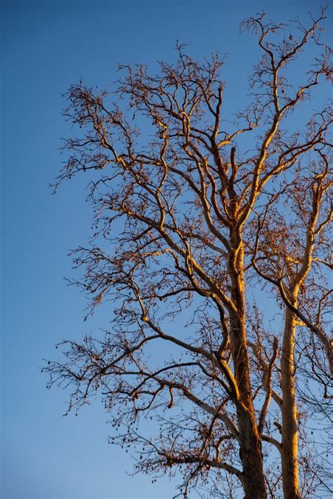Naked Branches Of A Tree Against Blue Sky In Afternoon Light Stock