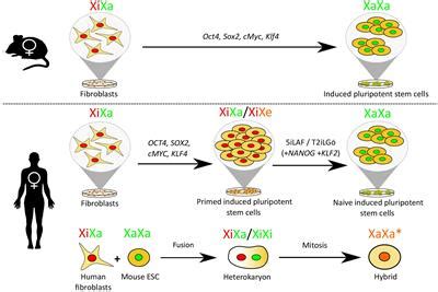 Frontiers Recent Advances In Understanding The Reversal Of Gene