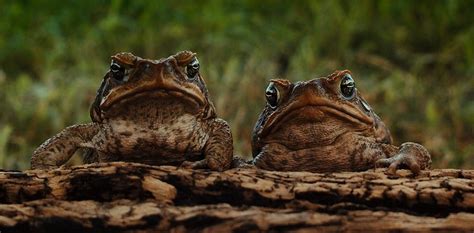 Everyone agreed: cane toads would be a winner for Australia