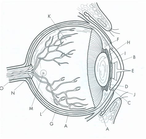 Eye Diagram Diagram | Quizlet