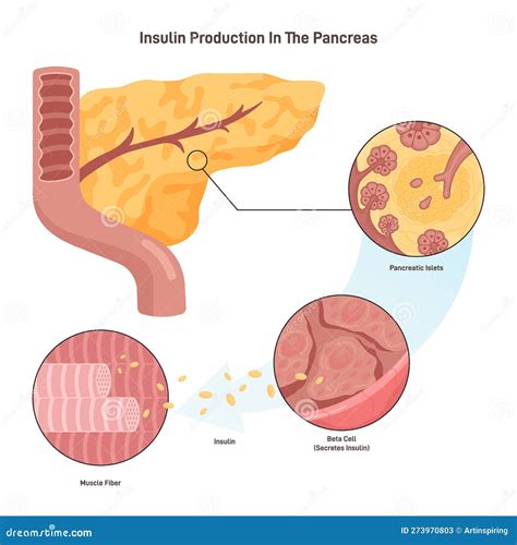 Mechanisme Voor Insulineproductie Pancreas Bcellen Afgifte Insuline