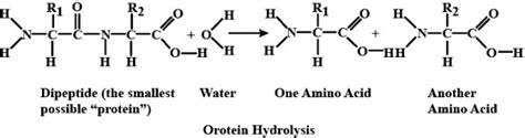 Amino acids are produced on hydrolysis of - Sarthaks eConnect | Largest ...