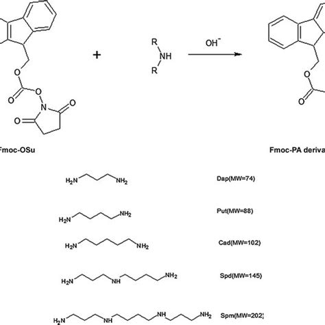 Derivatization Reaction And Chemical Structure Of Polyamines Pa