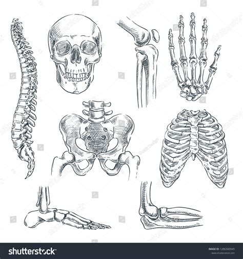 15+ Skeleton Anatomy Drawings - ColenChuxuan