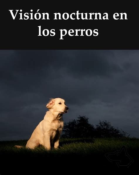 Visi N Nocturna En Los Perros Perros Entrenamiento Perros