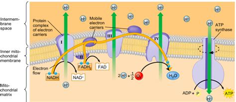 Electron Transport Chain Diagram Cellular Respiration