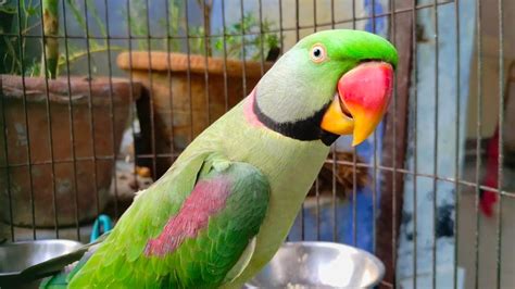 Indian Ringneck Talking Parrot Natural Soundvoicesalexanderytparrot Youtube