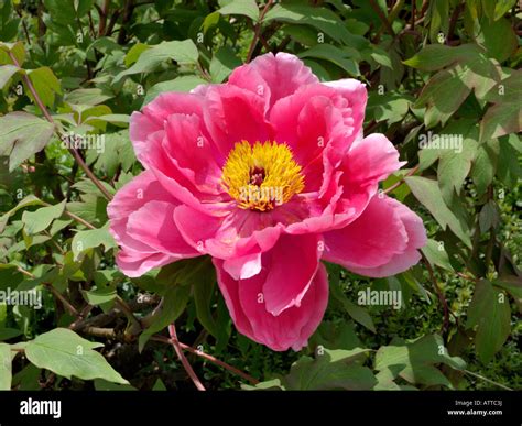 Tree Peony Paeonia Suffruticosa Shichifukujin Stock Photo Alamy