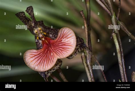 Dracula orchid hi-res stock photography and images - Alamy