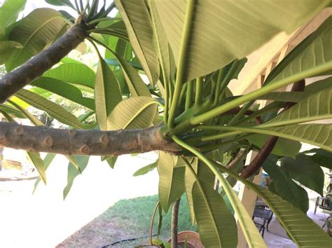 Plumeria Leaves Are Curling In The Plumeria Forum Garden Org