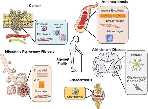 Frontiers Cellular Senescence And Ageing Mechanisms And Interventions