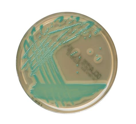 Thermo Scientific Agar Cromog Nico Para Listeria Iso Medios Y