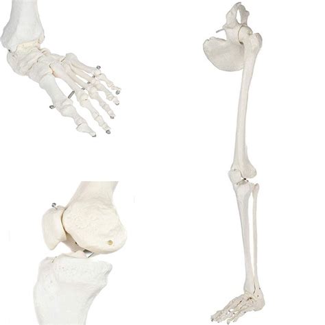 Buy Medical Lower Limb Skeleton Model Human Leg Skeleton Bundle