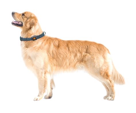 Golden Retriever Breed Guide - PitPat