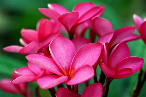 How To Grow Plumeria From Seed Step By Step Guide