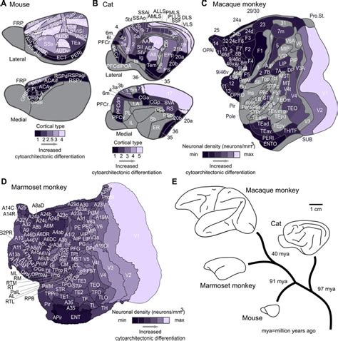 Mammalian Cerebral Cortices A Mouse B Cat C Macaque Monkey