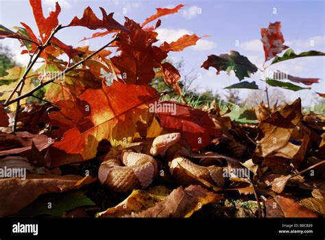copperheads  res stock photography  images alamy