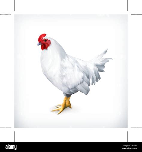 White Chicken Vector Illustration Stock Vector Image And Art Alamy