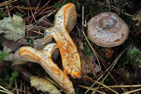 Lactarius Deliciosus Le Lactaire D Licieux D Licieux Aus Flickr