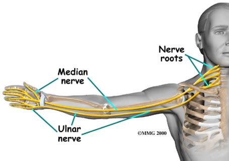 The Median Nerve