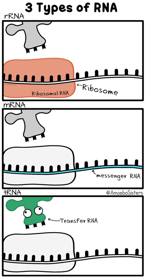 Amoeba Sisters Video Recap Dna Replication Answer Key Clear