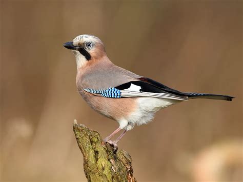 Jay Bird Facts (Garrulus glandarius) | Bird Fact