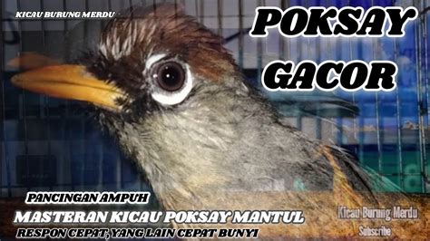 Fariasi Burung PokMan Gacor Full Pancingan Poksay Mandarin Respon Cepat