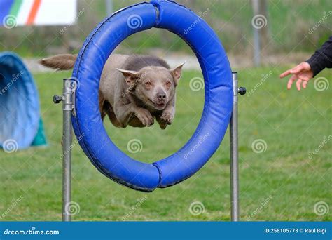 Dog Jump Hurdle Tire Dog Agility Competition Stock Image Image Of