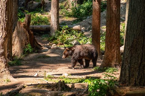 Visiting Northwest Trek Wildlife Park Near Mount Rainier