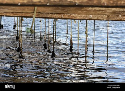 Cultivo de mejillón en las rías de Galicia Stock Photo Alamy