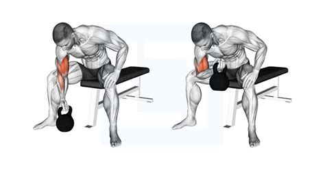 Dumbbell Seated Bicep Curl - Guide, Benefits, and Form