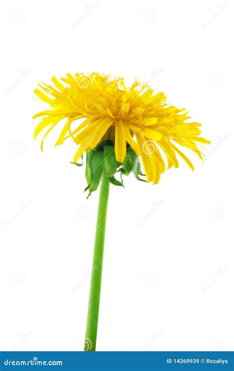 Yellow Dandelion Stock Image Image Of Dandelion Spring 14269939