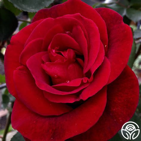 Don Juan Rose Climbing Roses Very Fragrant Heirloom Roses