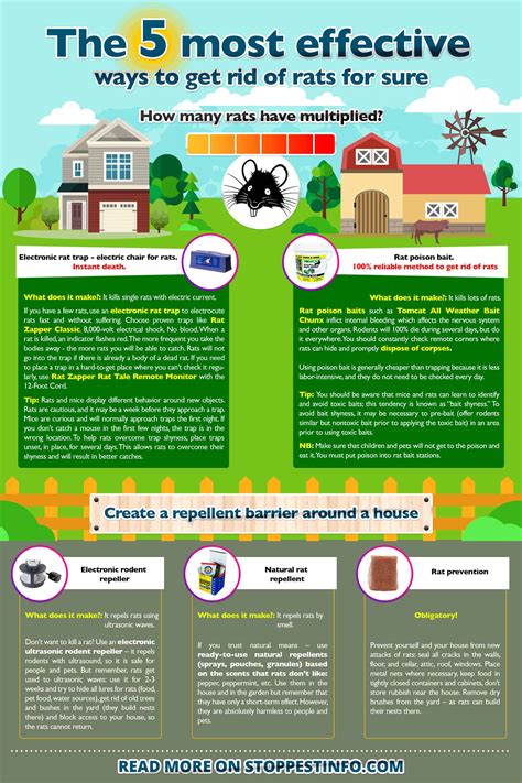 How to get Rid of Rats in the Yard? – The Housing Forum