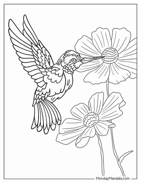 Hummingbird Flower Coloring Pages