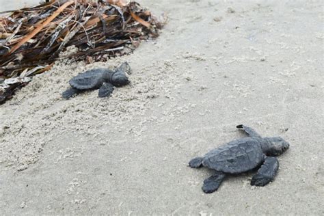 Endangered Sea Turtles Found Nesting in Louisiana for the First Time in 75 Years - Parade ...