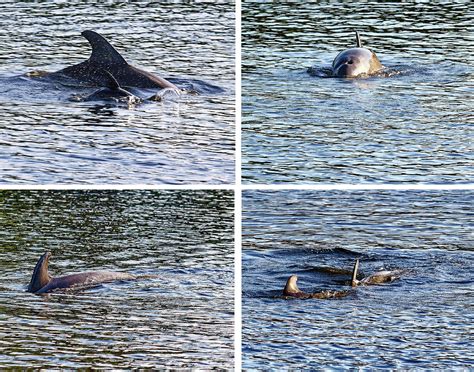 Dolphin Collage Photograph By Sally Weigand Pixels