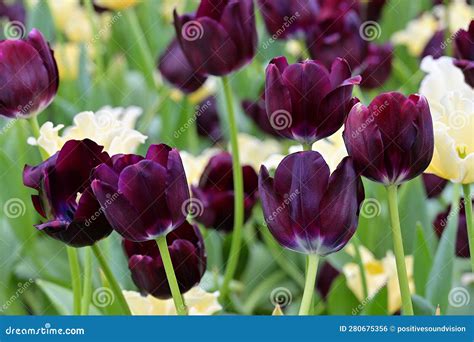 Assorted Purple Tulip Cultivar Flowers In A Garden With Yellow Hybrids In The Background Stock